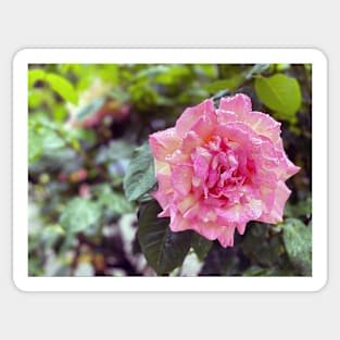 Pink and White Rose Sticker